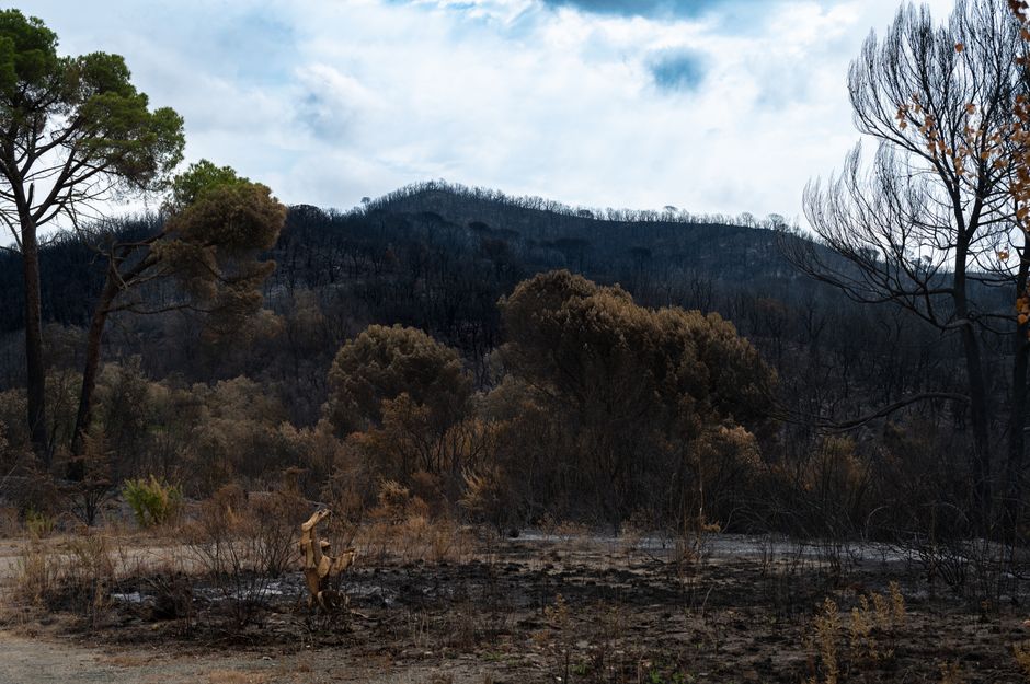 French Wildfires Disrupt Supply Chains and Tourism, Sending Ripples Through NYC Business Community
